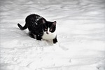 cat kitten feline pet winter snow nature in stock photo