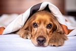 english cocker spaniel nature dog puppy blanket pet stock photo