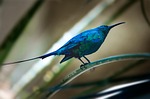 sunbird bird malachite exotic sitting animal wildlife iridescent stock photo
