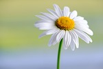 marguerite white flower daisy background plant petals blossom stock photo