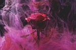 rose red smoke fog flower petals background bloom stock photo