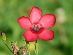 flower petals meadow flowering flax red background scarlet stock photo