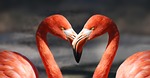flamingo valentine heart nature valentine