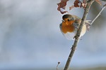 robin bird branch perched animal european redbreast wildlife stock photo
