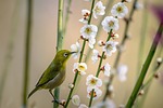 bird white-eye zosterops japonicus plum blossom suck the stock photo