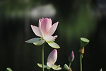 lotus flower plant petals water lily bloom blossom stock photo