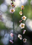 plant plum blossom sunbeams nature early spring japan stock photo
