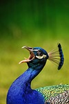bird peacock beak bill feathers nature plumage head stock photo
