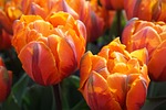 tulips beautiful flowers flower wallpaper orange spring blossom stock photo