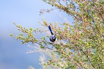 superb fairywren wren blue fairy bird malurus cyaneus stock photo