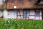 snowdrop beautiful flowers meadow plant bloom blossom spring stock photo