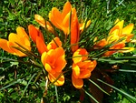 crocus flower spring crocuses nature wallpaper boo background stock photo