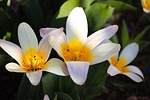 wild tulips flowers plant tulipa sylvestris vineyard forest stock photo