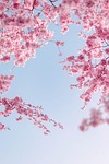 cherry blossoms flowers spring sky beautiful branches pink stock photo
