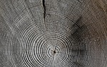 wood nature annual rings grain structure tree texture stock photo