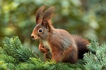 squirrel attentive ears cute nature garden stock photo