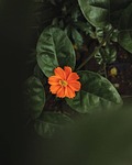 flower plant background leaves orange petals bloom flora stock photo