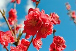flower peach blossom beautiful flowers wallpaper petals branch stock photo