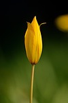 wild tulip flower plant wallpaper background beautiful flowers stock photo