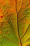 leaf veins fall midrib autumn nature plant closeup stock photo