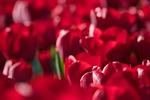 red tulips flower wallpaper flowers petals bloom blossom stock photo