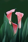 flowers flower background mobile wallpaper 4k calla lilies stock photo