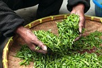 tea leaves hands fresh drying harvesting harvest agriculture stock photo