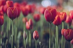 flowers tulips petals plant bloom flower background blossom stock photo