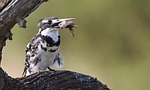 pied kingfisher fish catch bird branch perched animal stock photo