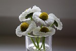 bellies daisy glass pick blossoms nature white daisies stock photo