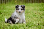 shetland sheepdog dog puppy blue merle pet animal stock photo