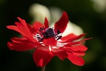 anemone flower beautiful flowers red blossom bloom petals stock photo