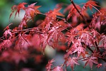 maple leaves raindrops water droplets wet japan red stock photo