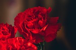 carnations flowers red bouquet flower wallpaper background nature stock photo