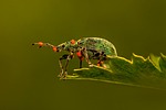 weevil beetle leaf insect bug pest animal nature stock photo
