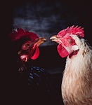chickens birds poultry nature hen rooster animals feathers stock photo
