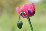 opium poppy papaver somniferum pink flower flowers bud stock photo