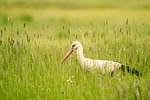 stork meadow bird nature animal bill white plumage stock photo