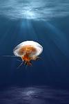 jellyfish tentacles animal underwater sea jelly cnidaria marine stock photo