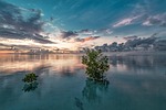 sea mangrove before sunrise mystery reflection water sky stock photo