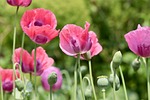 poppy opium corn pink bud field blossom bloom stock photo