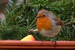 robin bird songbird garden winter nature food bowl stock photo