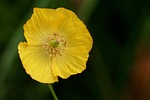 poppy flower yellow wallpaper flowers petals beautiful blossom stock photo