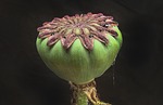 poppy capsule plant seed pod seeds garden nature stock photo