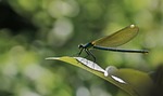 dragonfly insect macro wings winged odonata anisoptera entomology stock photo