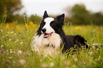 border collie dog pet canine animal lying fur stock photo