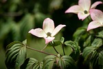 dogwood flower branch cornus beautiful flowers japanese petals stock photo