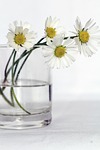 flowers beautiful nature vase flower background daisies wallpaper stock photo