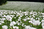 poppy white sown hd wallpaper flowers field beautiful stock photo