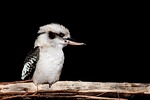 laughing kookaburra bird kingfisher perched wildlife dacelo novaeguineae stock photo